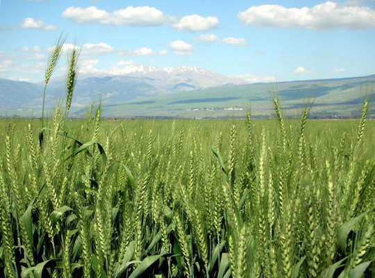 Wheat-haHula-ISRAEL buzamező web.JPG