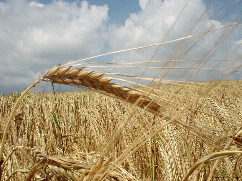 Grain-field