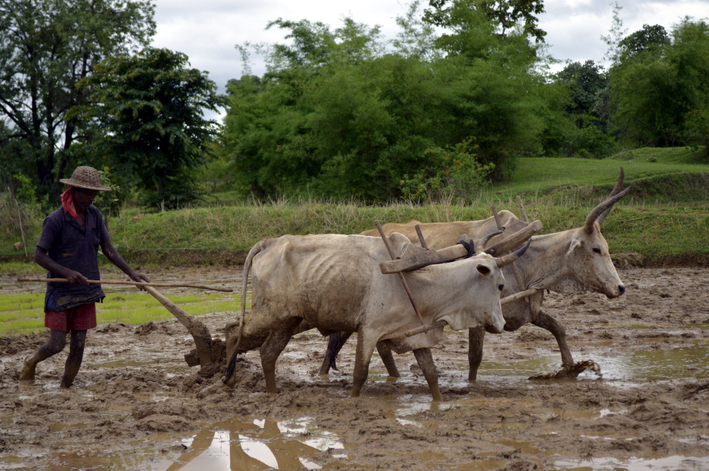 Ploughing_a_paddy_field_with_oxen,_Umaria_district,_MP,_India
