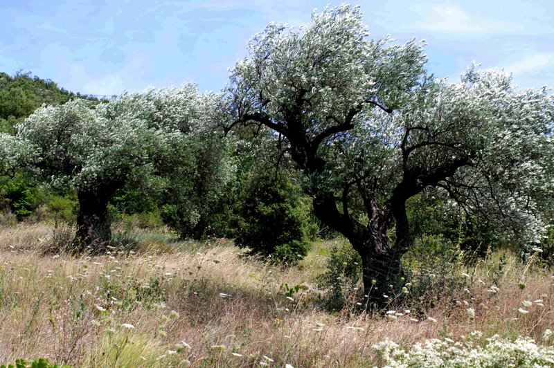 olive-trees-2