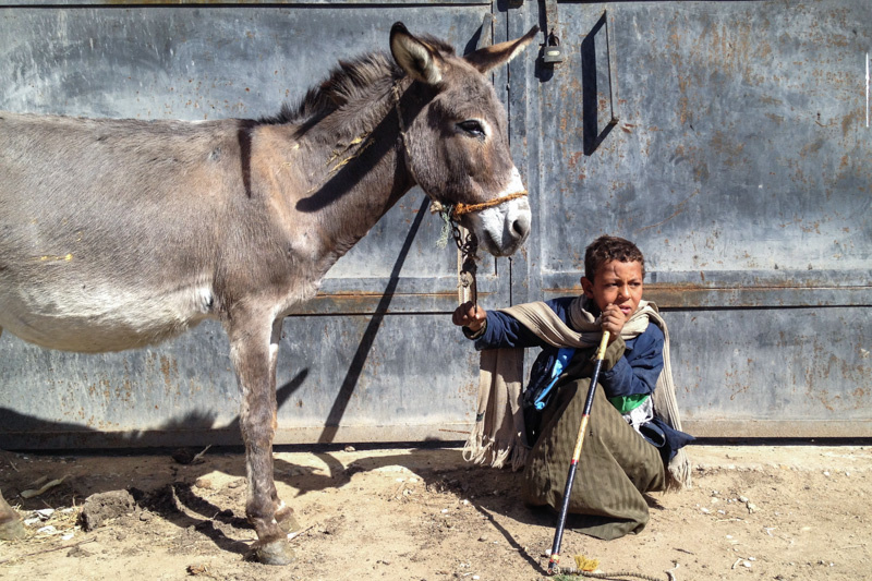 Amer, 9, eldest of three siblings tends to one of with his two donkey while waiting his turn at The Mobile Vet Clinic in Abu Seer, Egypt about 30 kilometers south of Cairo, Egypt's capital.