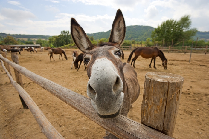 Funny donkey; Shutterstock ID 154683314; PO: aol; Job: production; Client: drone