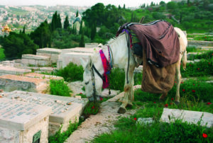 Izrael temetkezési gyakorlata fenntarthatatlanná válhat a népesség elöregedése miatt